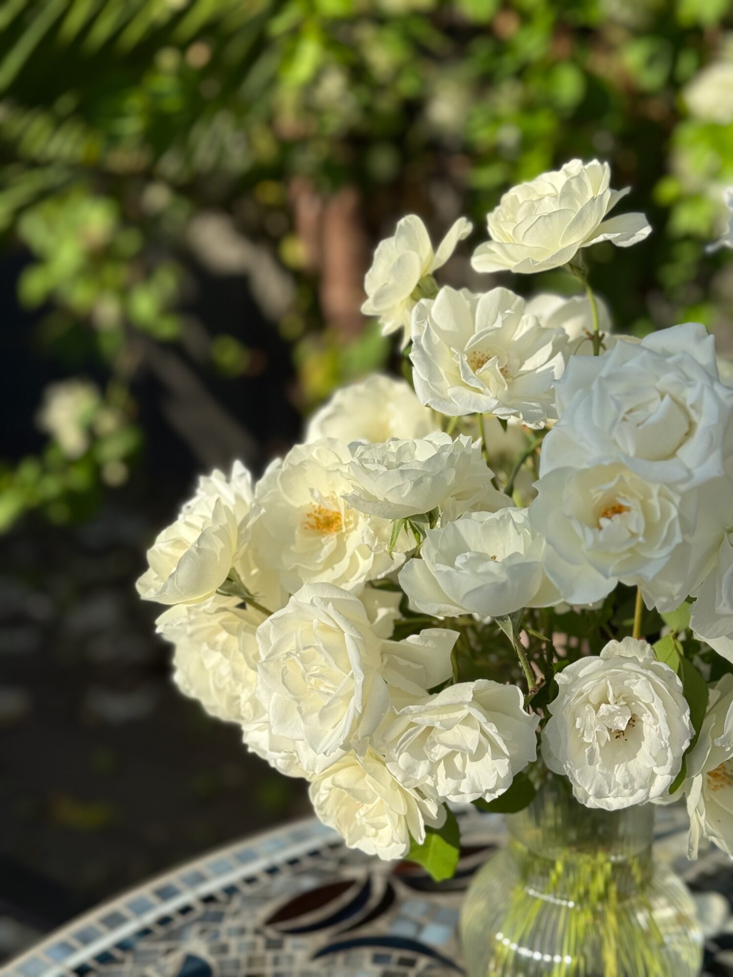 White roses in a glass vase outdoors with green foliage background.