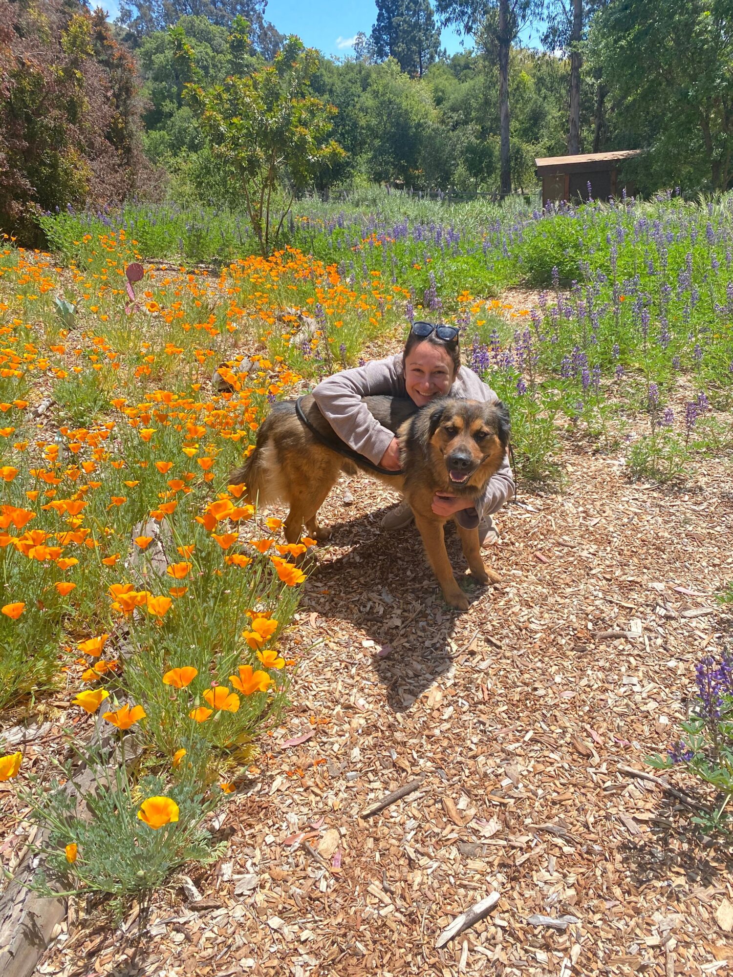 Person with a large dog sitting on a garden path surrounded by colorful flowers and greenery.