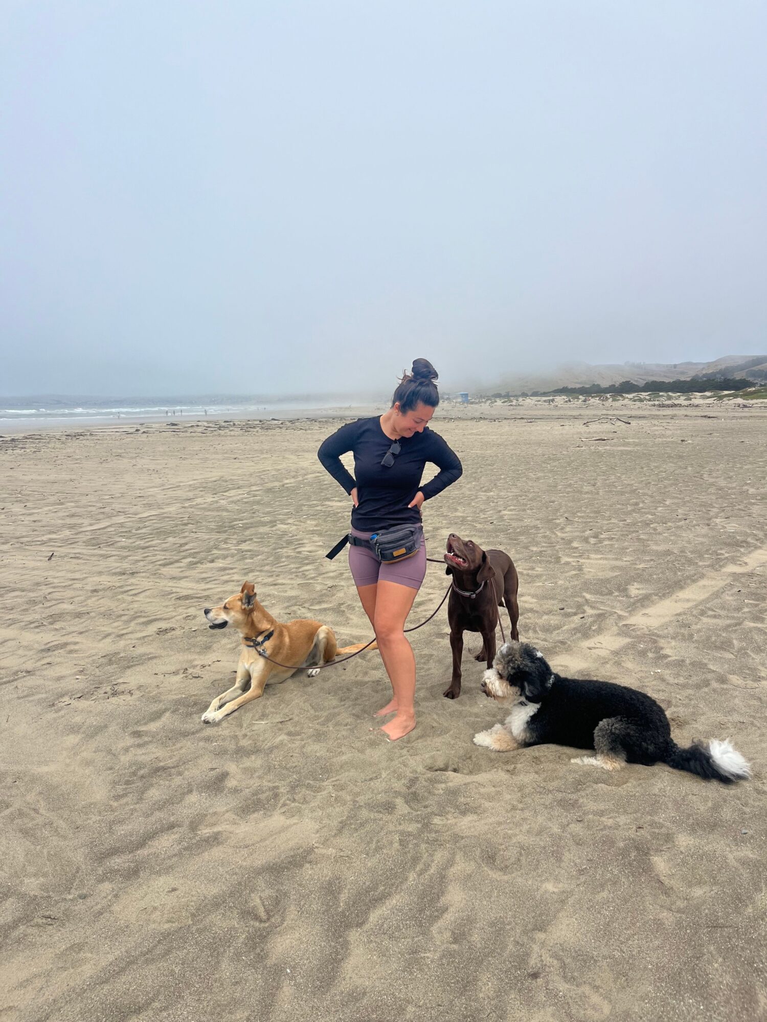 Person walking on sandy beach with three dogs, ocean in background, clear sky, and distant horizon.