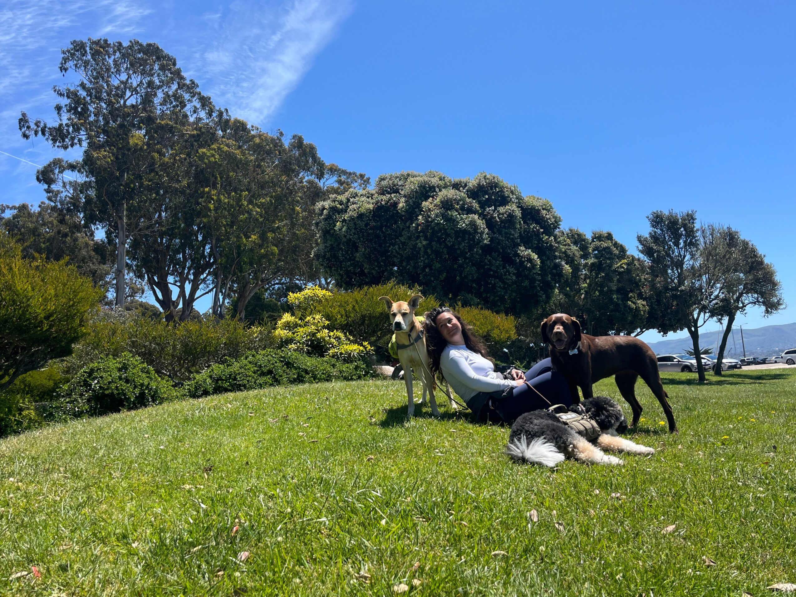 People sitting on grass with dogs, trees, and blue sky in background.