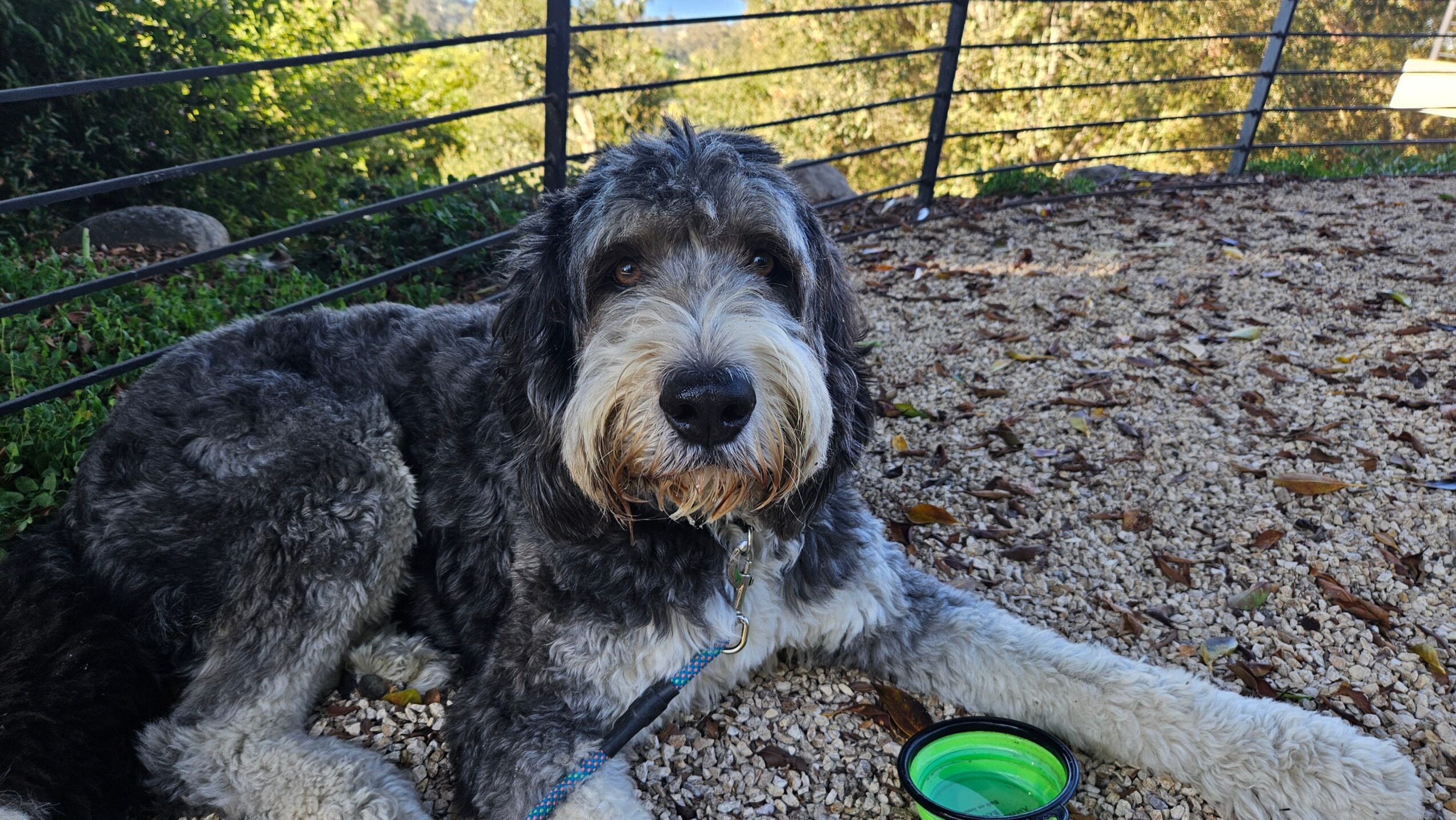 Dog lying on ground outdoors with a green bowl nearby, fence and trees in background.