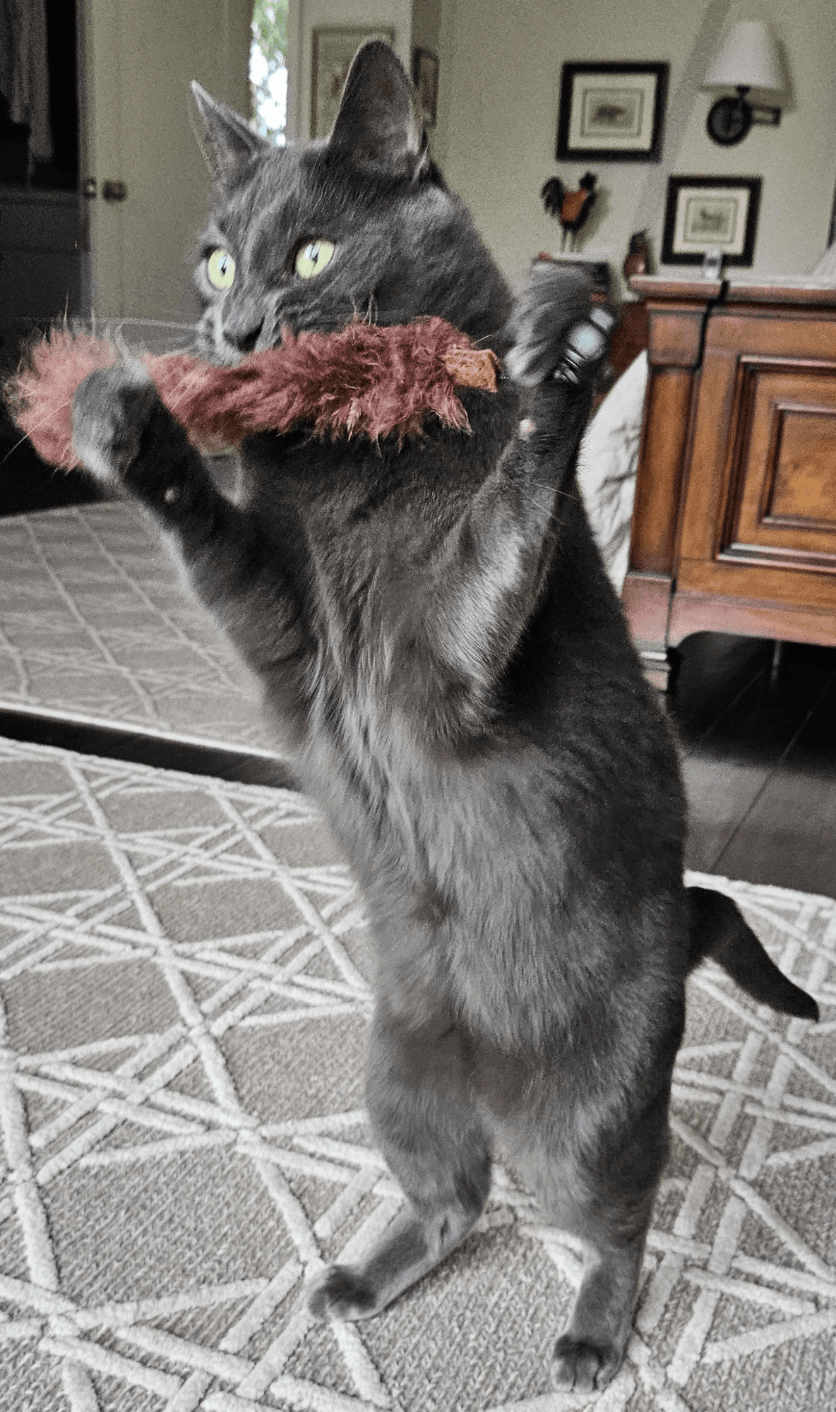 Black cat standing on hind legs holding a pink fuzzy toy, in a room with furniture and framed pictures