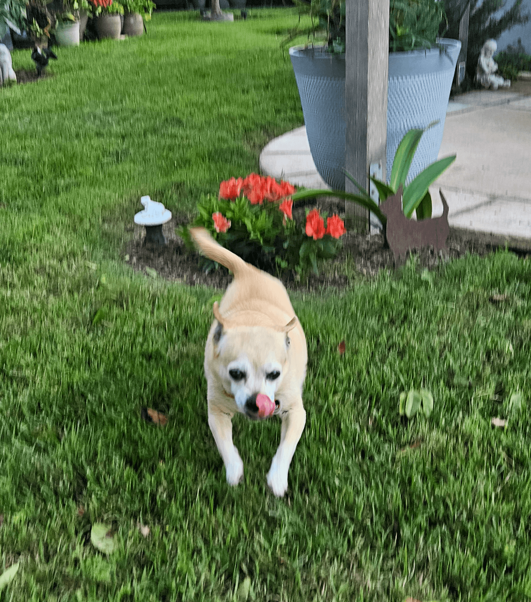Small dog running on grass with tongue out, garden and potted plants in background.