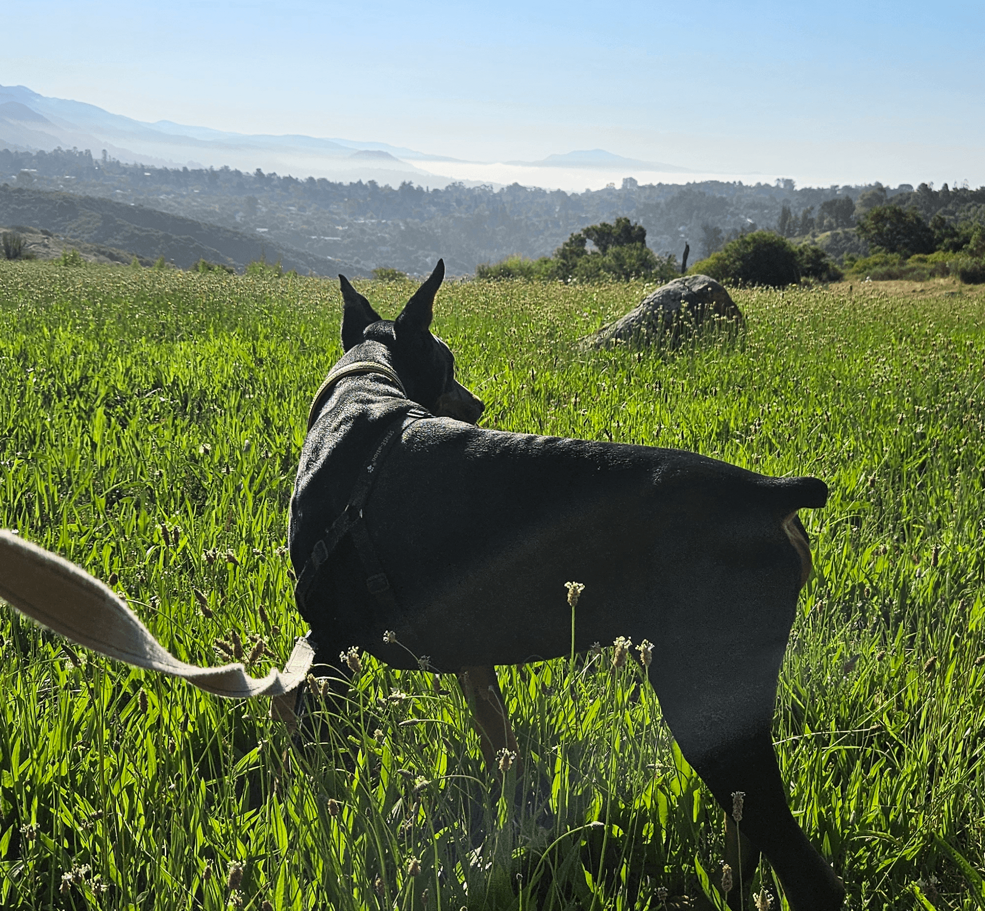 Dog on a grassy field looking into distance with hills and sky in background.