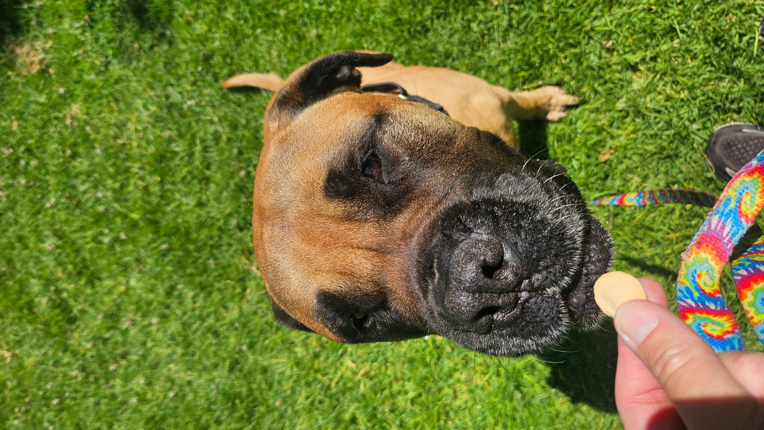 Dog with a black face and tan body lying on grass, being fed a treat by a person wearing colorful clothing.