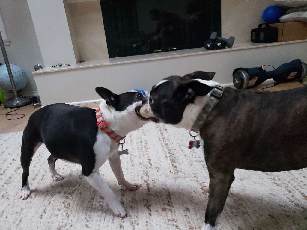 Two dogs touching noses indoors on a rug, with a fireplace and exercise equipment in the background.