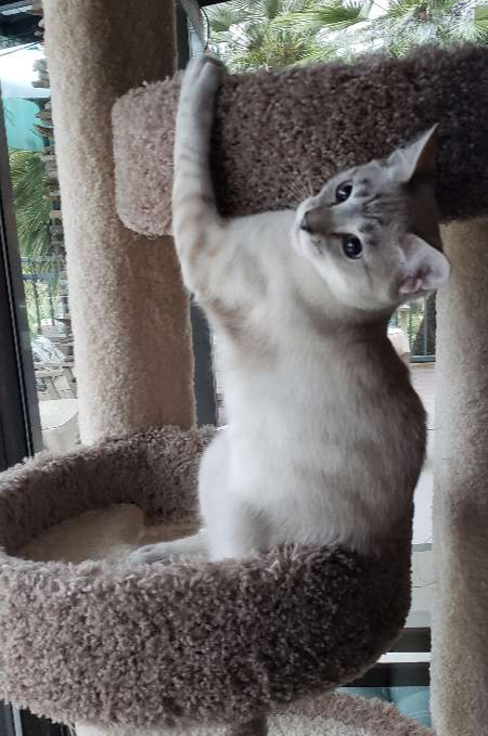 Gray and white cat with blue eyes sitting on a carpeted cat tree near a window, looking to the side.