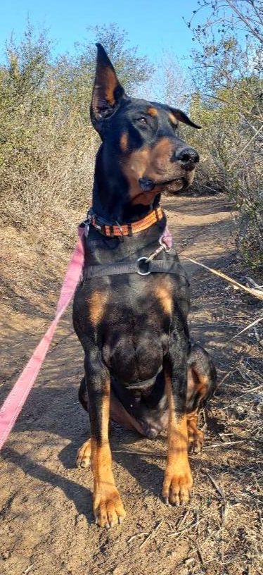 Dog sitting outdoors on a dirt path with trees and blue sky in background.