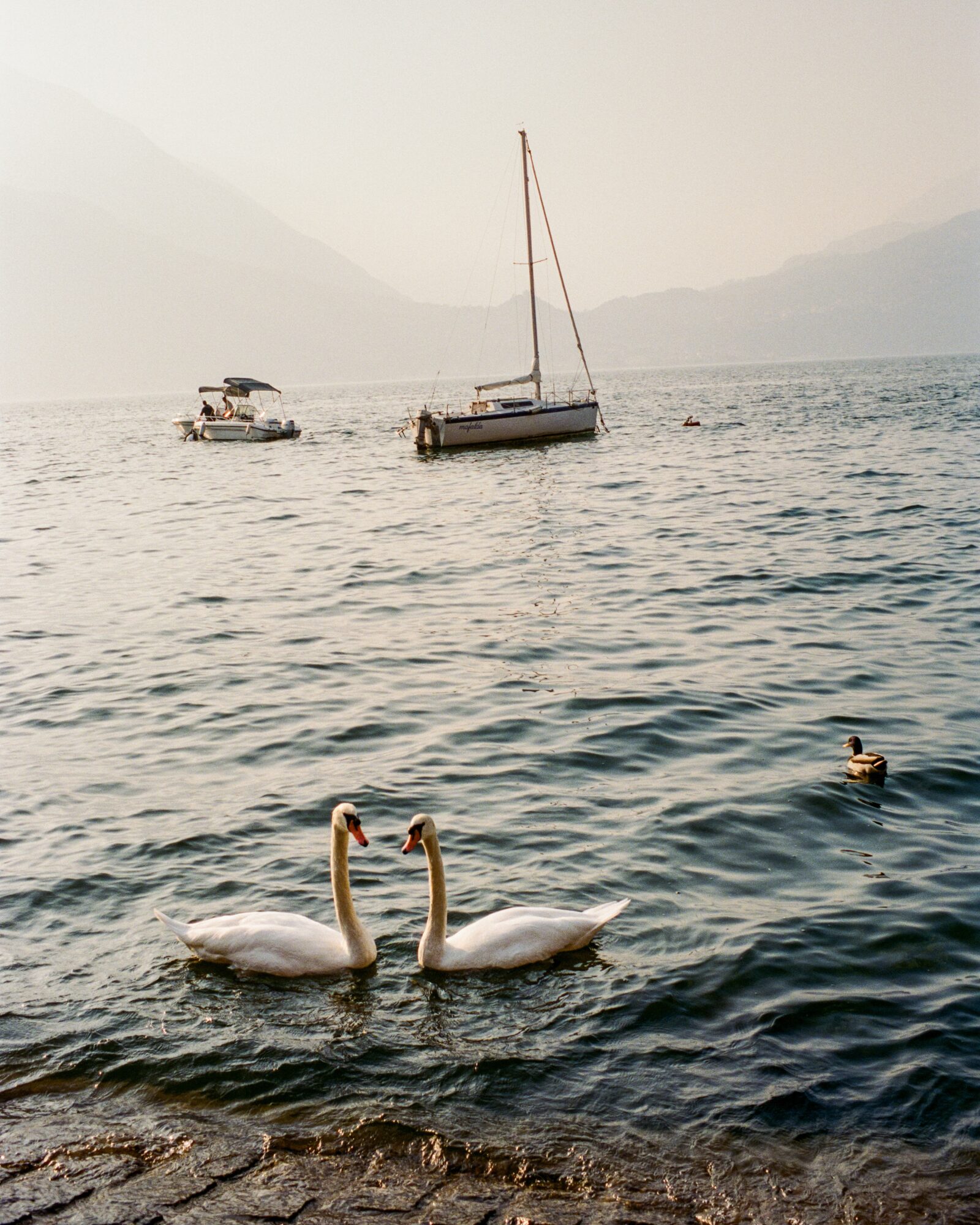 Two swans swimming in water with boats and mountains in background, hazy sky, calm water surface.