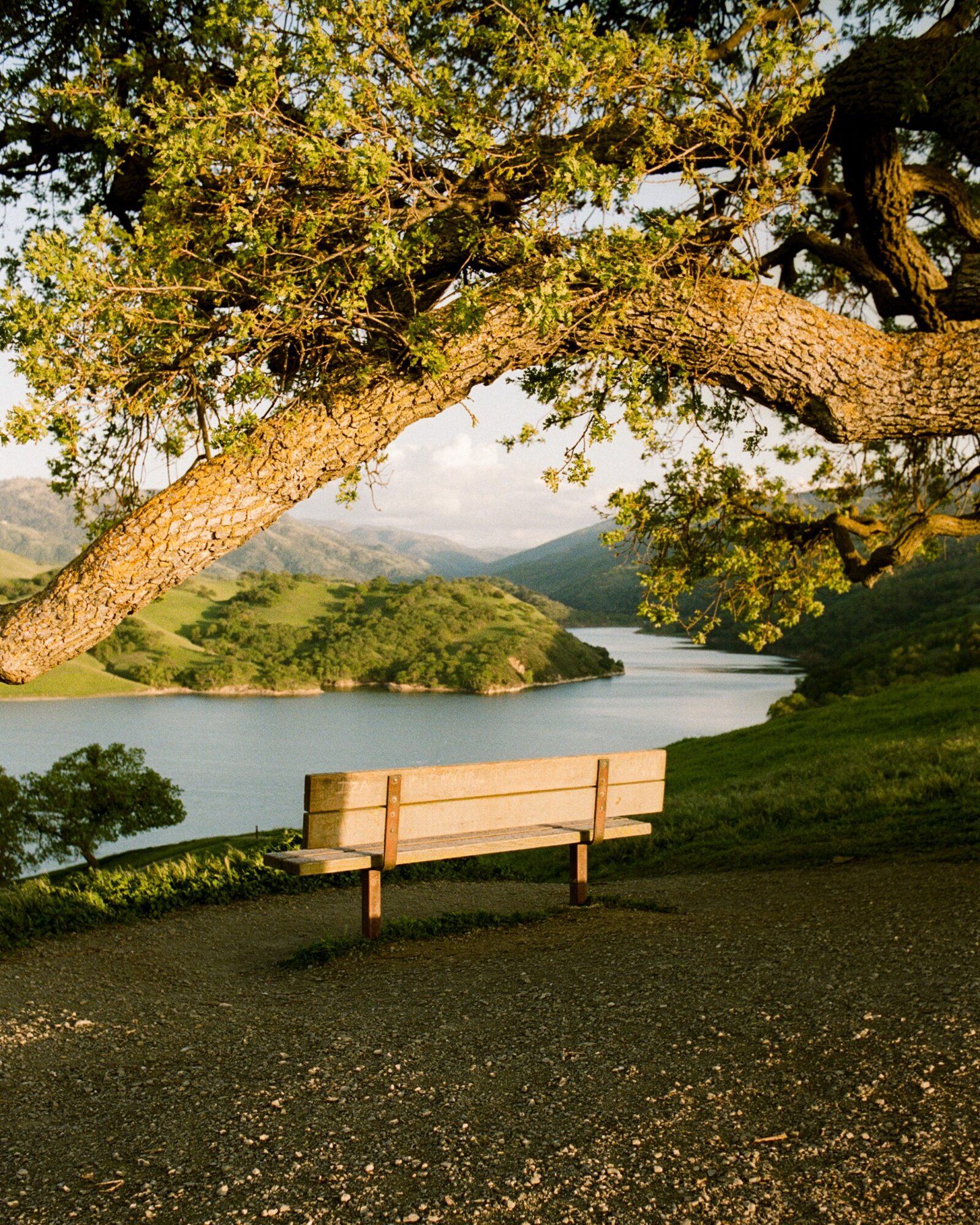 A large tree with sprawling branches over a lake and green hills, with a wooden bench in the foreground.