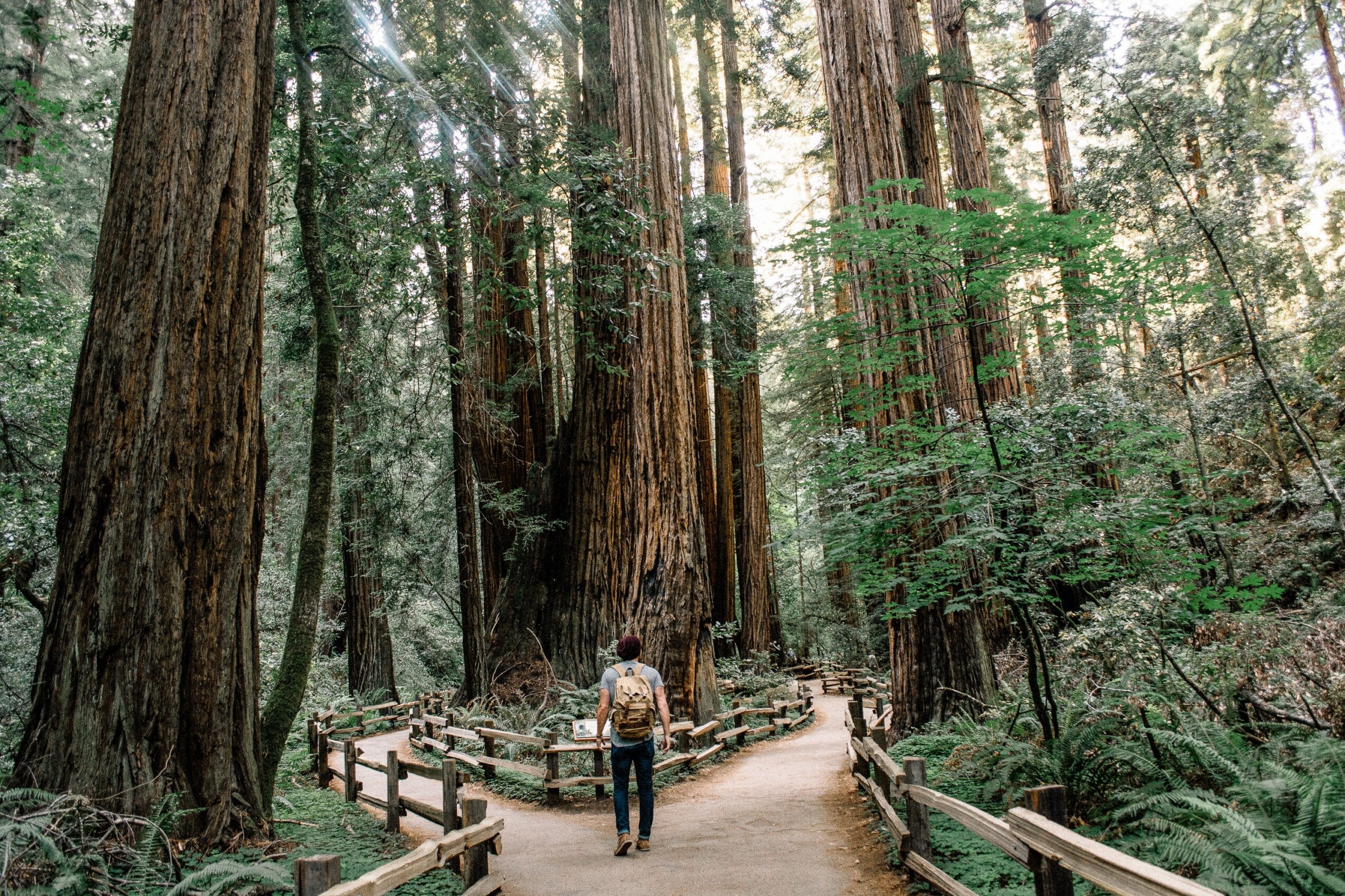 Person walking on a forest trail surrounded by tall trees and green foliage, with a wooden fence lining the path.