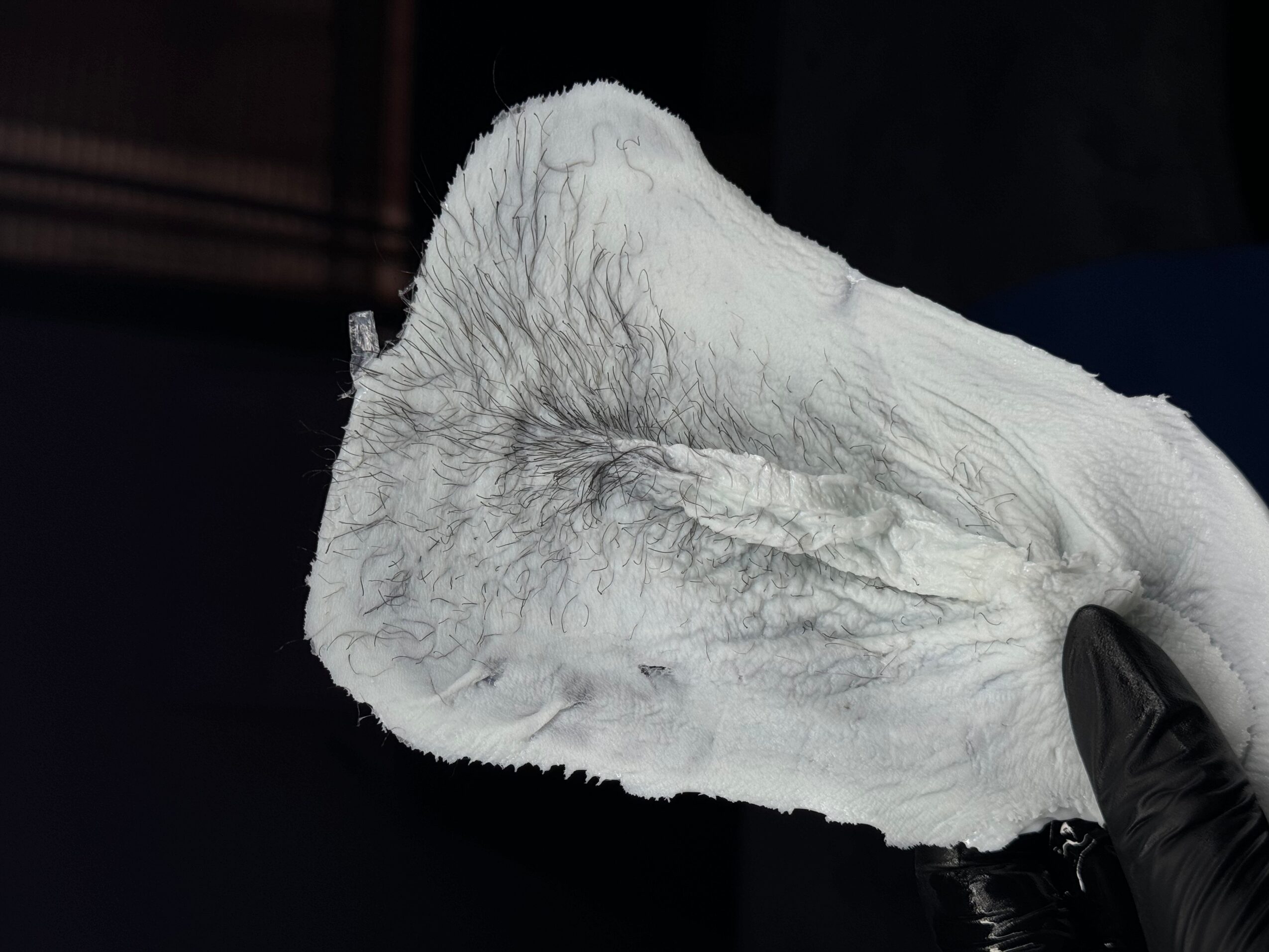 White fluffy object with grayish streaks, held by a gloved hand, against a dark background.